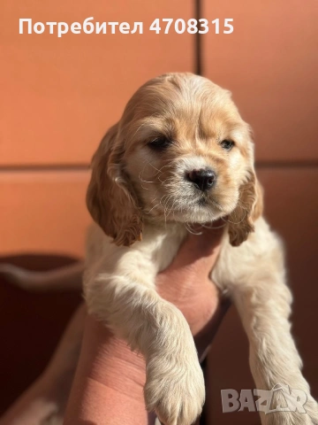 Кокер шпаньол карамел момче родословен баща, снимка 7 - Кокер шпаньол - 53854940