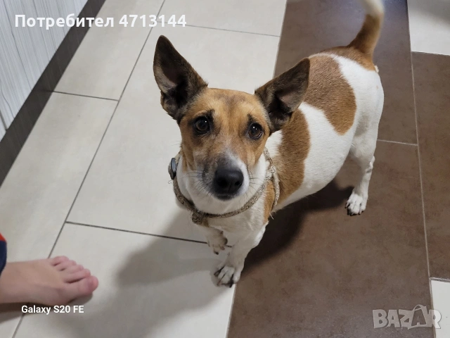 Джак Ръсел , снимка 12 - Джак ръсел териер - 53147122