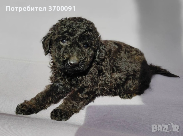 пудел / черни пуделчета 