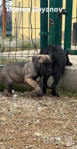 Кане Корсо , снимка 7 - Кане корсо - 52678102