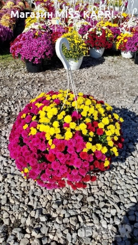 Кошници трицветна хризантема, снимка 3 - Градински цветя и растения - 52344319