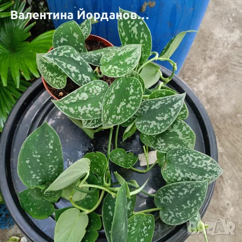 разкошни стайни растения , снимка 10 - Стайни растения - 56140195