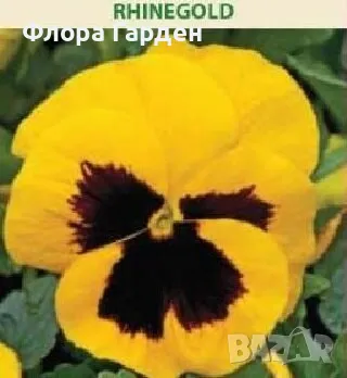 СЕМЕНА - Цветя двугодишни и многогодишни, снимка 13 - Сортови семена и луковици - 47504913