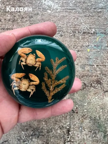 Тежест за притискане на хартия с декорация рачета и водорасло в смола