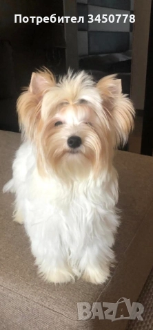 ексклузивен бял йоркшир, снимка 10 - Йоркширски териер - 52910687