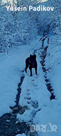 мъжко кане корсо за разплод
