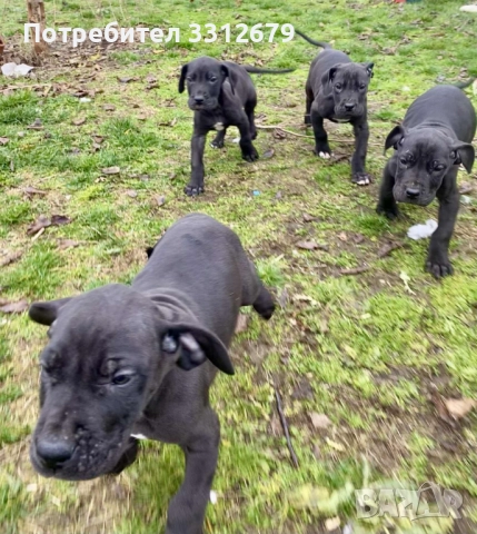 Немски дог - бебета, снимка 10 - Немски дог - 52621505
