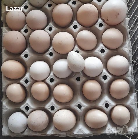 Яйца от различни видове фазани, снимка 1