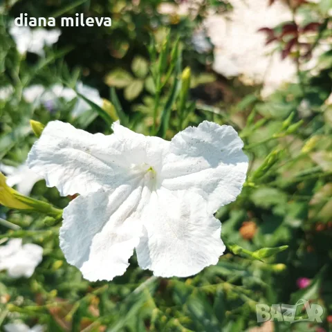Продава се Руелия, Мексиканска петуния, Ruellia,  Mexican Petunia!!, снимка 3 - Градински цветя и растения - 55825095