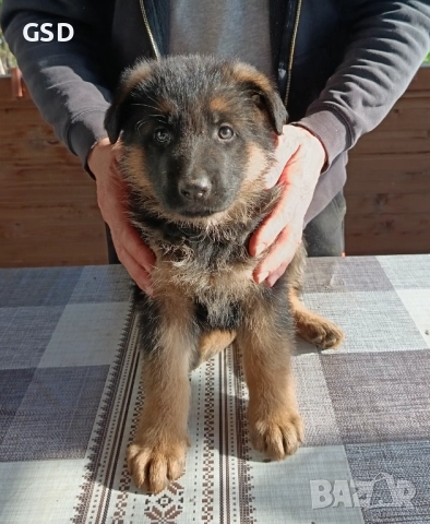 немска овчарка , снимка 10 - Немска овчарка - 52502541