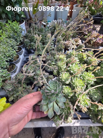 Ехеверия „Испанска звезда“ – сукулент с яркорозови цветове, снимка 4 - Разсади - 52688504