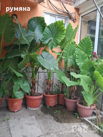 Трилистници от 1.20м до 2м , снимка 3 - Стайни растения - 38399650