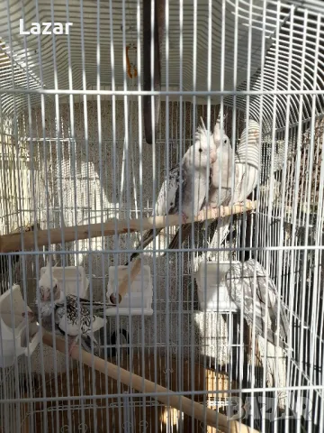 Продавам Корели