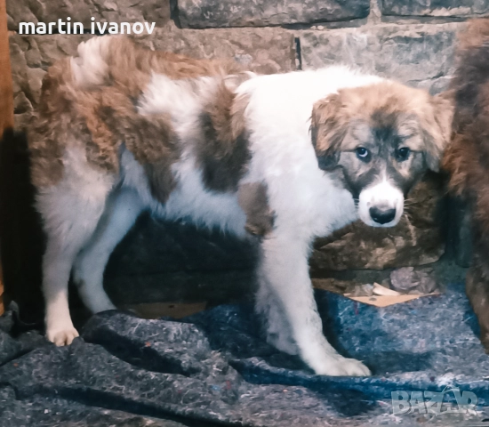 Каракачанско куче, снимка 4 - Каракачанска овчарка - 52745249