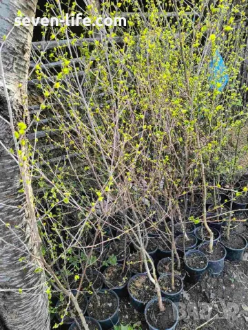 Фиданки медоносна липа и акация с наситен аромат , снимка 5 - Градински цветя и растения - 38344996