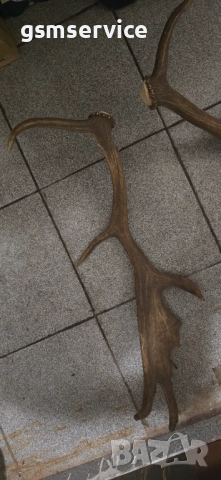 Рога от елен лопатар (Dama dama)., снимка 3 - Декорация за дома - 52206451