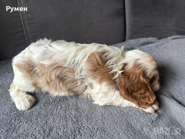 Продавам малки каварчета, снимка 6 - Кавалер кинг чарлз шпаньол - 53594873