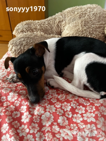 ДЖАК РЪСЕЛ 0101260946, снимка 2 - Джак ръсел териер - 52946117