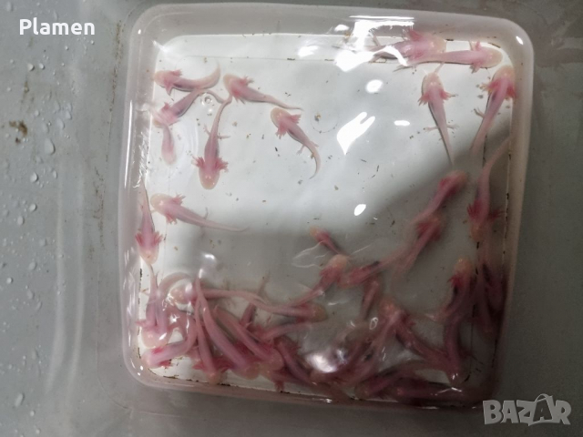 Продавам аксолотл (мексикански амбистоми) бебета и възрастни, снимка 2 - Рибки - 36096524