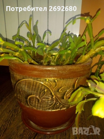  Коледничета розови+керамични саксии с подложки/цени в описанието , снимка 10 - Саксии и кашпи - 45505179