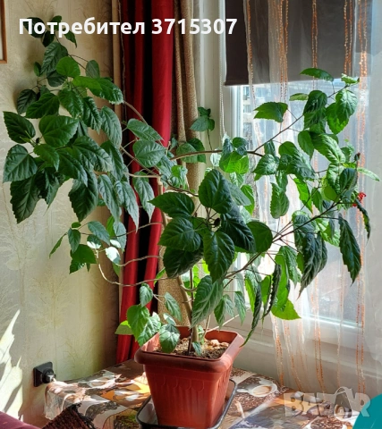 Китайска роза два броя,кливия, снимка 3 - Стайни растения - 53837775