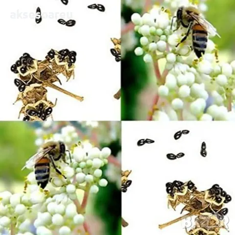 400 висококачествени семена от медоносното дърво на пчеларя Еводия Даниели и разсад дръвчета Euodia , снимка 10 - Сортови семена и луковици - 49008191