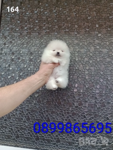 Бели миниатюрни минита. Померани. Реални снимки от 02.03.26 г. 