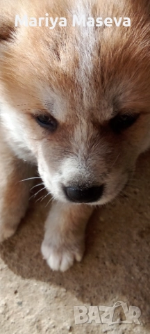 Кученца Акита