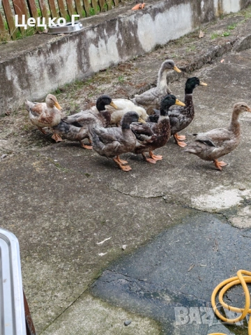 Патици , снимка 2 - Патици и гъски - 53454513