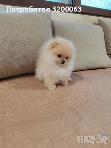 Померанчета мини женски , снимка 4 - Померан - 53249300
