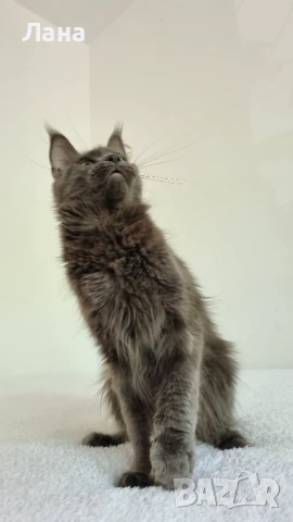 Мейн кун коте, снимка 6 - Мейн кун - 35948872