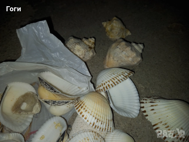 Модели Мидички и рапани за декорация , снимка 2 - Декорация за дома - 52829136