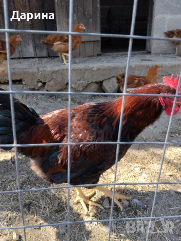 Катунски петли на 5 месеца., снимка 5 - Кокошки и пуйки - 53838725