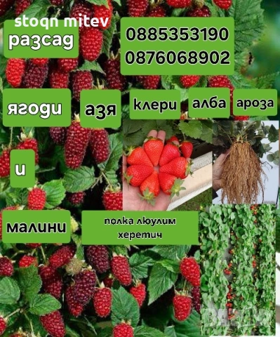 разсад ягоди и малини 0885353190