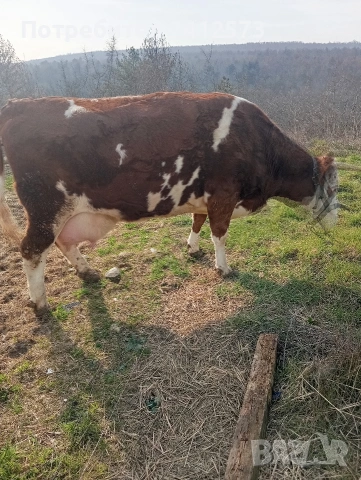 Продавам крави на първо,второ и трето теле,договаряне, снимка 2 - Крави - 53754897