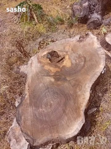 шайби от изсъхнал орех , снимка 14 - Декорация за дома - 50315436