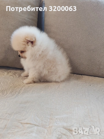 Померан мини померанчета , снимка 4 - Померан - 53726000