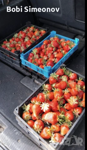 Искаш богата реколта от сладки и ароматни ягоди предлагам ти качествен расад клаудия и скала , снимка 4 - Градински цветя и растения - 53724007