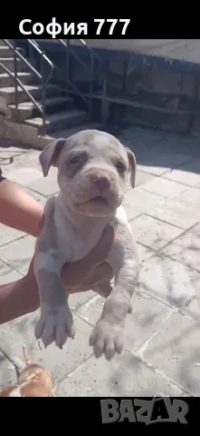 топ малки страхотни бебета от добри родители, снимка 4 - Питбул - 50029436