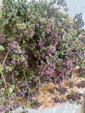 Риган, снимка 2 - Други - 52051961