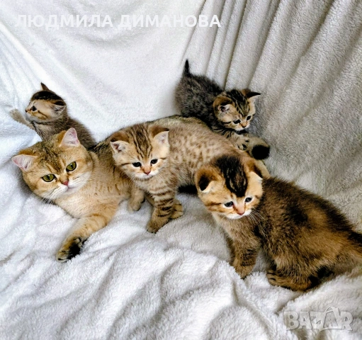 Шотландски мъжки женски , снимка 4 - Британска късокосместа - 53440012