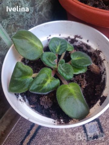 Стайна теменужка и авокадо, снимка 6 - Стайни растения - 53836747