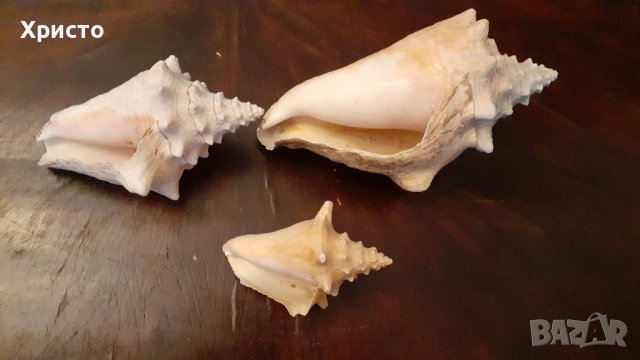 уникални различни рапани от Карибите, 3 размера