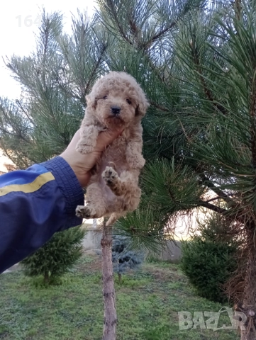 Мъжко Пуделче , снимка 6 - Пудели - 52571004