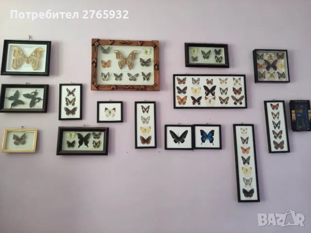 Истински Пеперуди в рамка, снимка 2 - Декорация за дома - 49843881