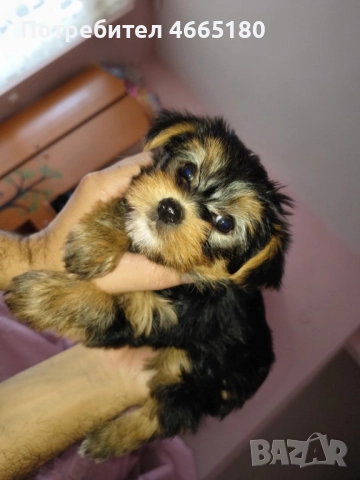 Продава се Йоркширски териер, снимка 3 - Йоркширски териер - 52595100