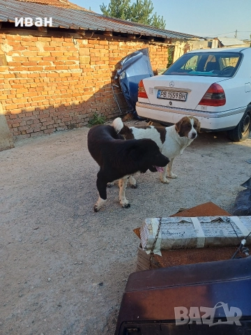 бок каракачанки, снимка 8 - Каракачанска овчарка - 52730293