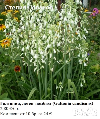 Галтония, летен зюмбюл (Galtonia candicans) – луковици