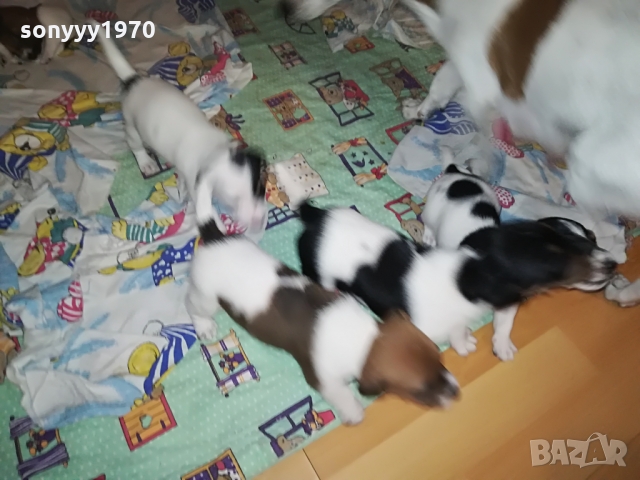 ДЖАКЧЕ-ЖЕНСКО 5 МЕСЕЦА БОНБОН 1103222003, снимка 14 - Джак ръсел териер - 36073476