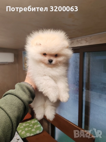Померан мини мъжко 